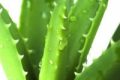 Aloe in BelSalento