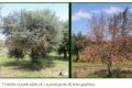 Le malattie degli ulivi Verticillosi - Le cure Rame, Ortica, Aglio e Pecore