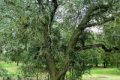 la Quercia - la Vallonea di Galatina e dei 100 cavalieri di Tricase, la Quercia Elegante (Quercus caroppoi)