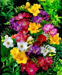 Buongiorno fiori – Poesie di Giovanni Greco